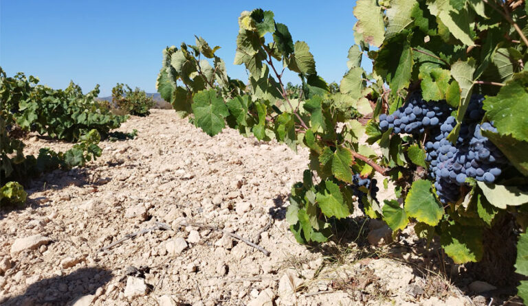 Bodegas La Zafra: vinos naturales de Alicante